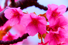 雨上がりの麗しき桜色④ （萩市）
