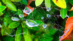 自然の造形 蜘蛛の巣に水溜まり　(さいたま市中央区)