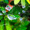 自然の造形 蜘蛛の巣に水溜まり　(さいたま市中央区)