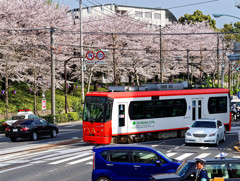 都電飛鳥山駅にて　飛鳥山公園の桜バックに都電と車とお巡りさん！