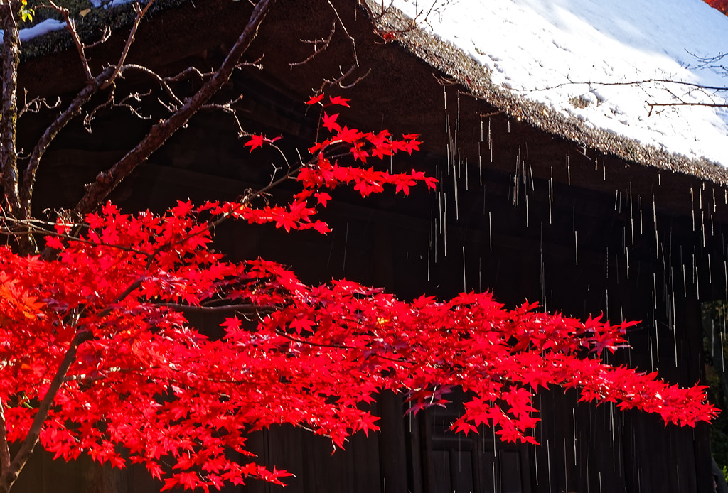 茅葺の屋根から雪解け水　平林寺にて