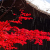 茅葺の屋根から雪解け水　平林寺にて
