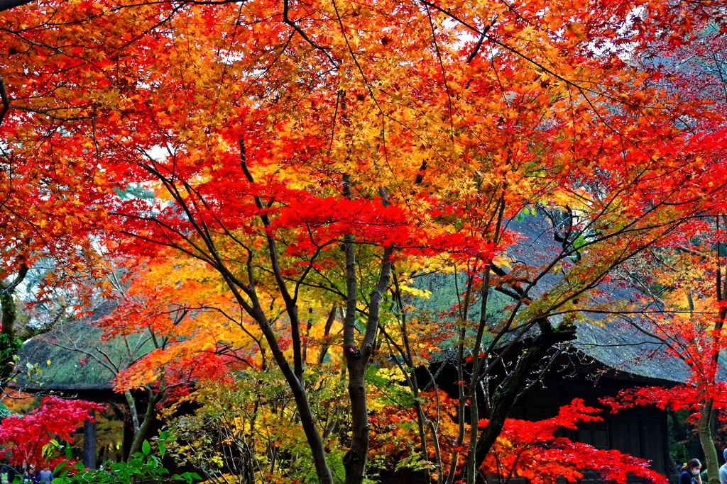 仏殿付近の紅葉②　平林寺にて