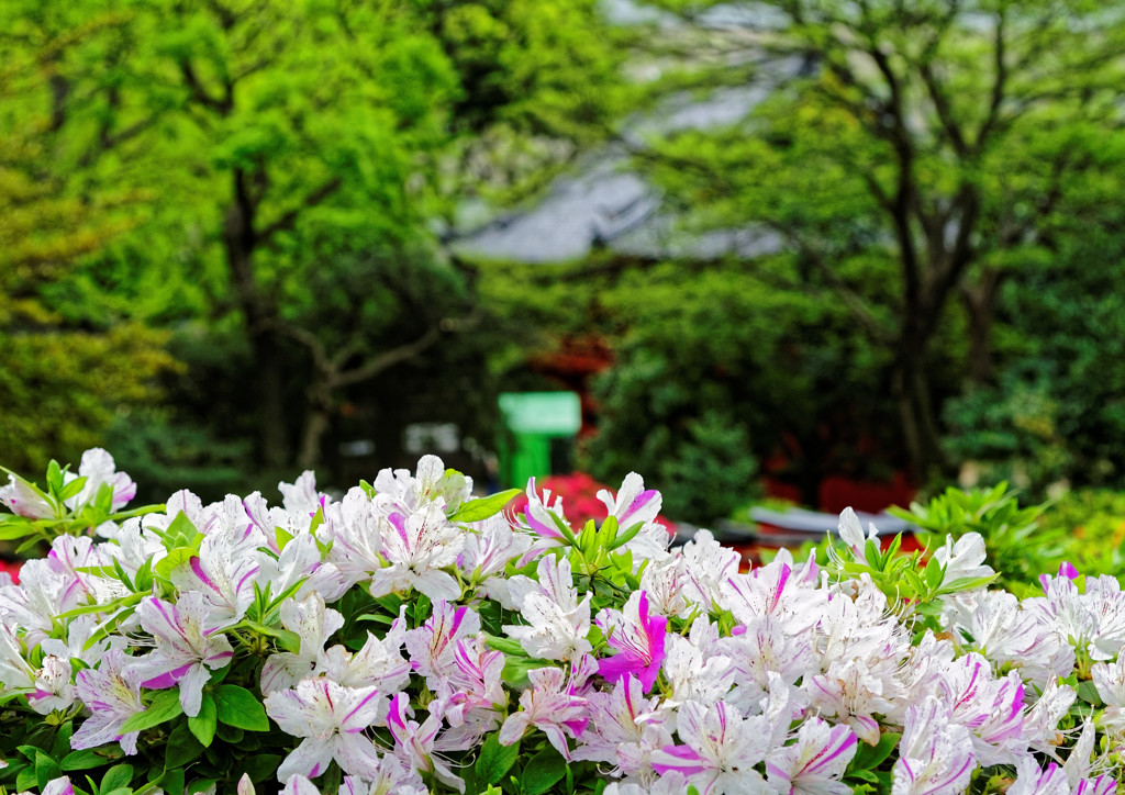 つつじ咲く根津神社の光景（１）　唐門（神社の正門）をバックに