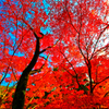 空を 紅く染める（長門市大寧寺）