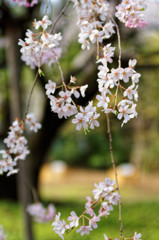 六義園　枝垂桜をアップで・・・
