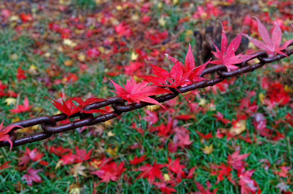 昨年１１月３０日の紅葉をあえて（２）