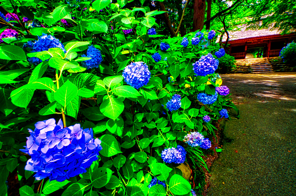 山門前の紫陽花（防府市 阿弥陀寺)