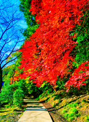 大寧寺の紅葉⑦（山口県長門市）