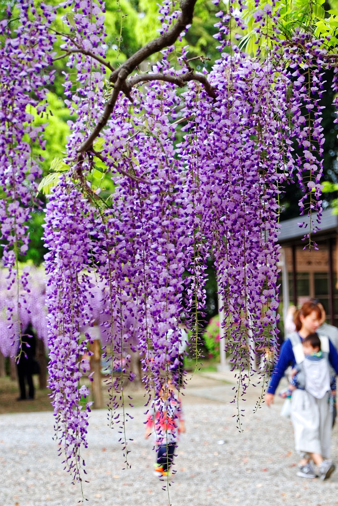 藤の花見て、わ～綺麗と見上げる子