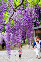 藤の花見て、わ～綺麗と見上げる子