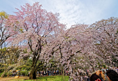 六義園　枝垂桜が満開！