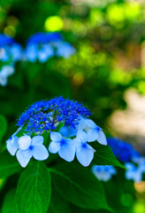 額紫陽花　（向島百花園）