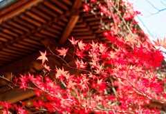 平林寺の紅葉　鐘楼にて（１）