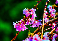 麗しき花色  糸桜①（山口県萩市）