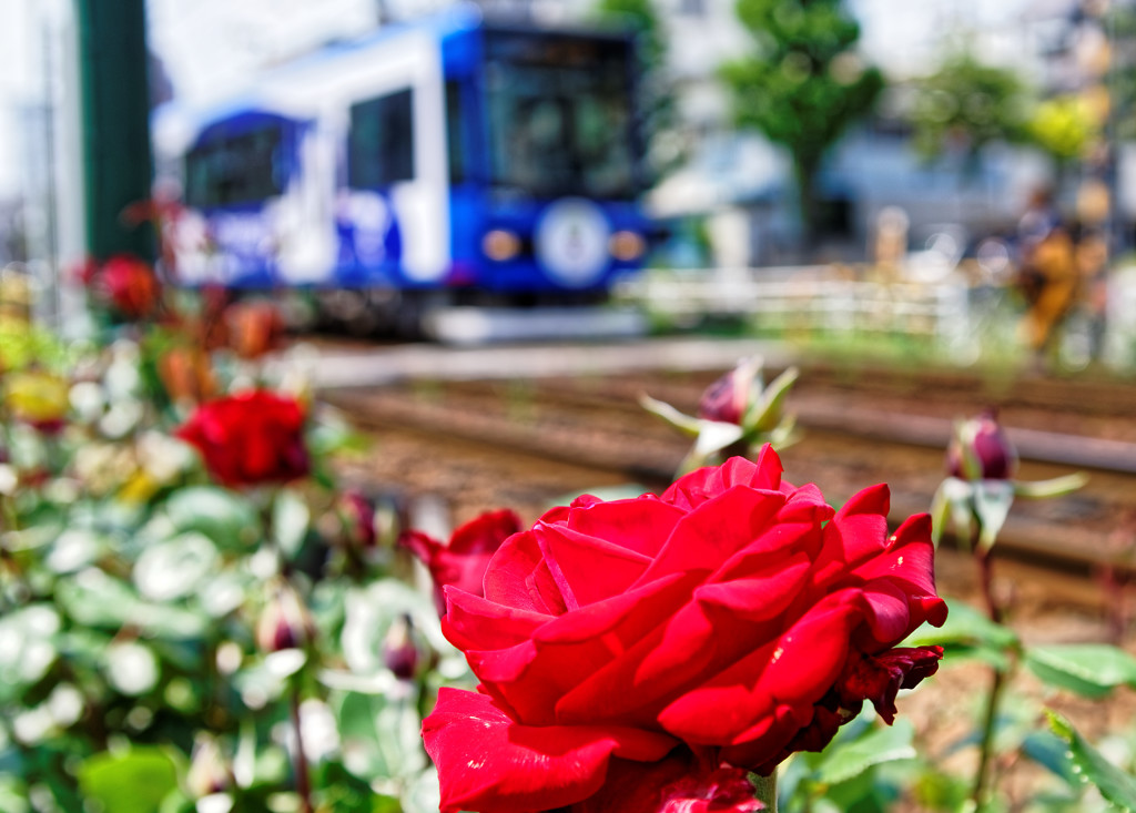 ♪　薔薇が咲いた　薔薇が咲いた　♪　都電荒川線