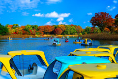 紅葉とボートの水鳥の池　（国営昭和記念公園）