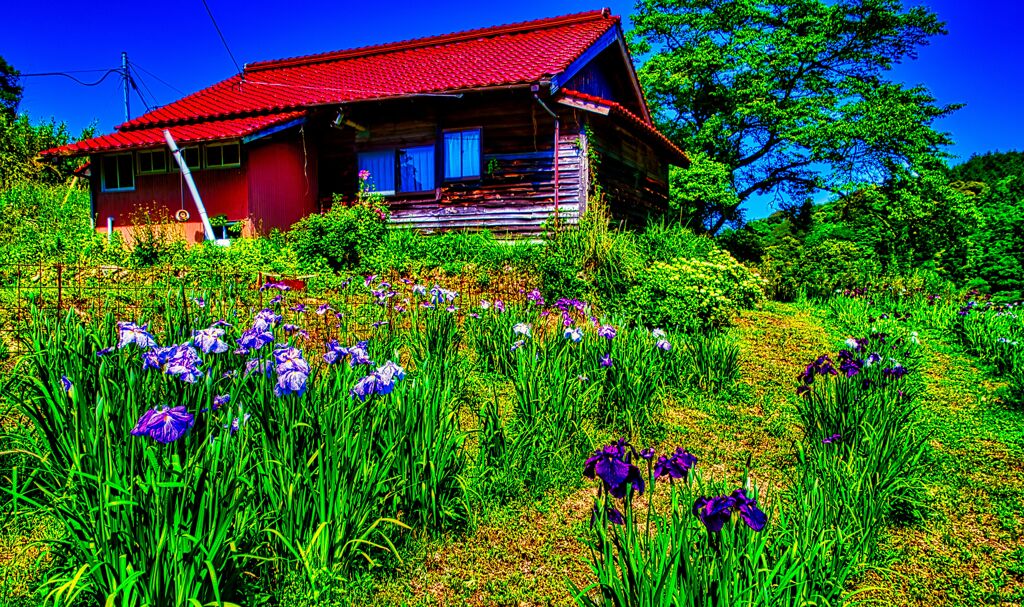 木間菖蒲園の情景 (萩市)