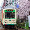 満開の桜の中を行く都電荒川線　面影橋付近（２）