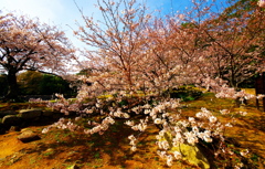 染井吉野 満開（萩市）