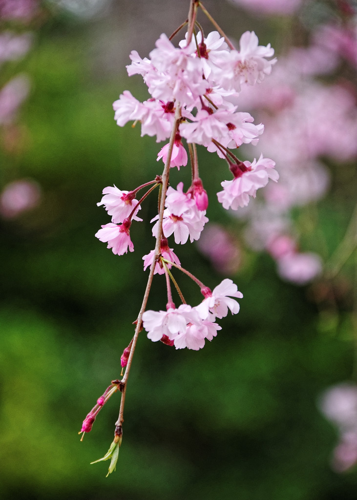 別所沼公園の枝垂桜