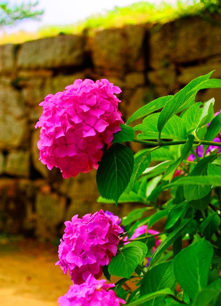萩城跡の紫陽花（萩市)