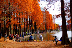 メタセコイアの紅葉の下での釣り人達　（さいたま市 別所沼公園）