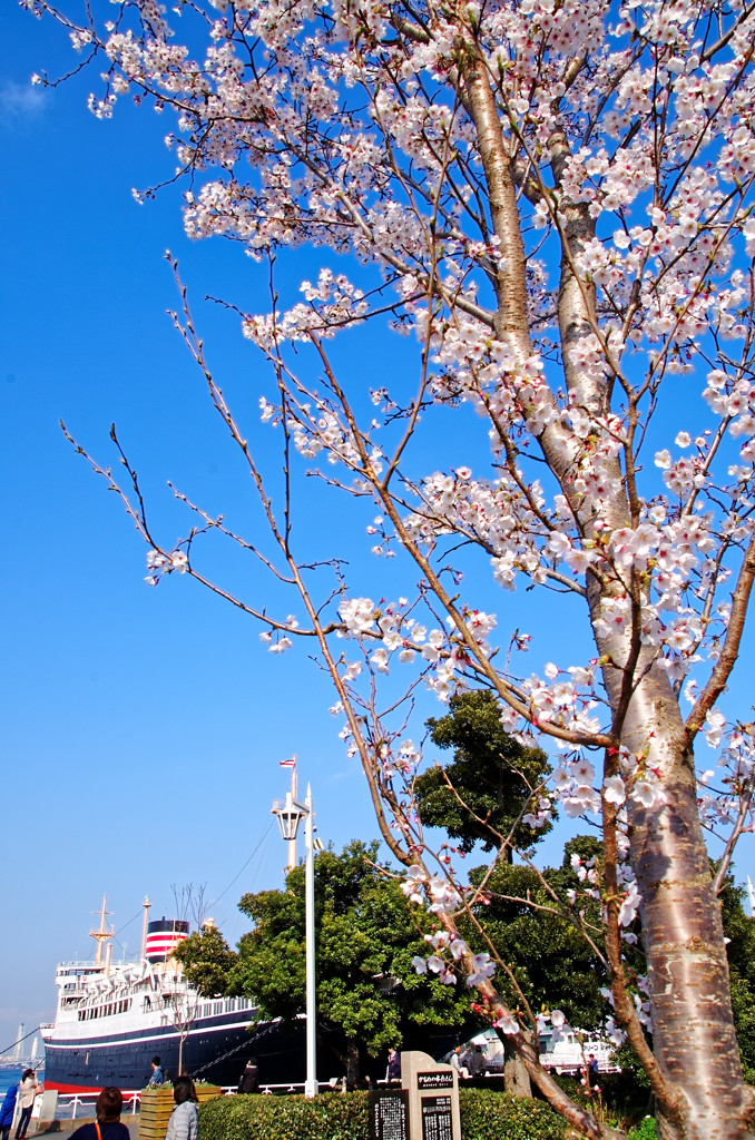 ソメイヨシノ満開　山下公園（横浜）にて