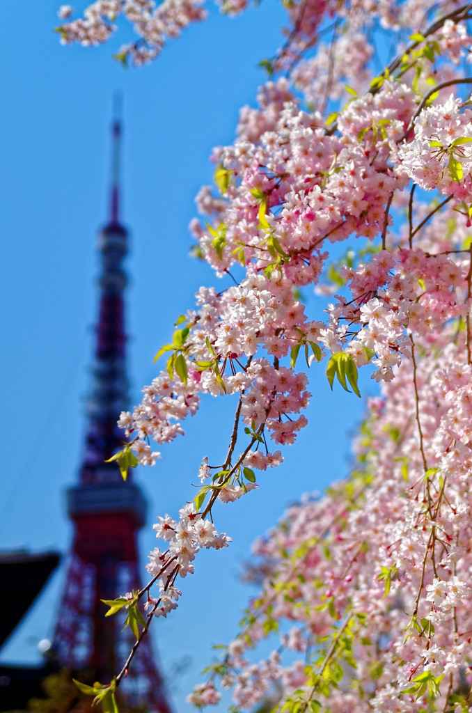 東京タワーバックに枝垂桜③　増上寺にて