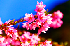 麗しき花色  糸桜②（山口県萩市）