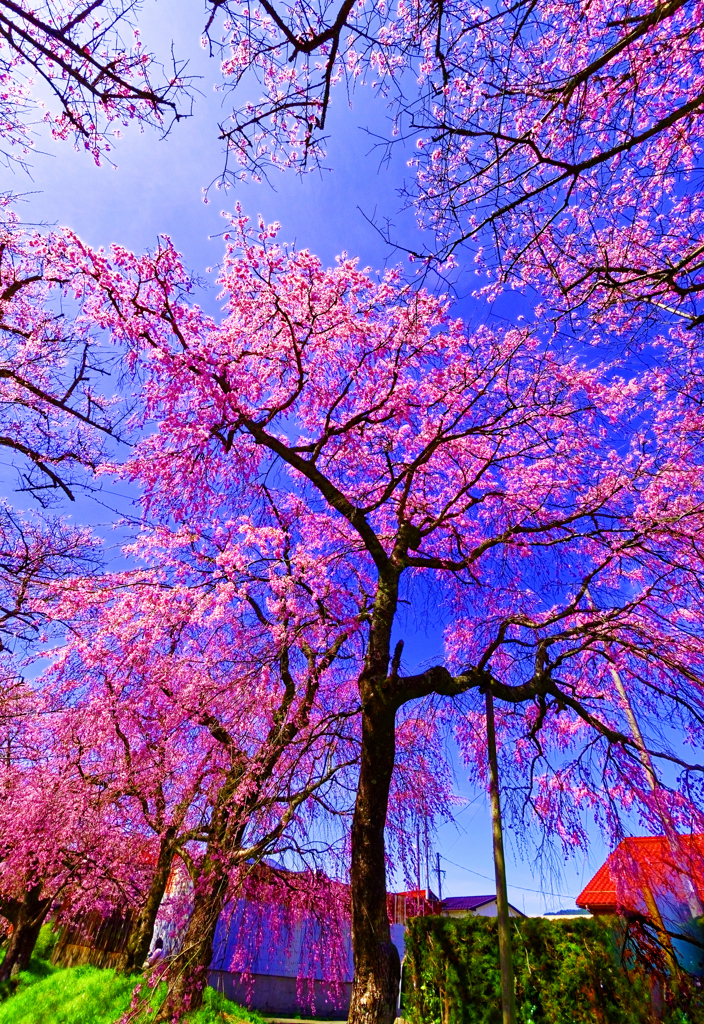見上げる枝垂桜（徳佐八幡宮）