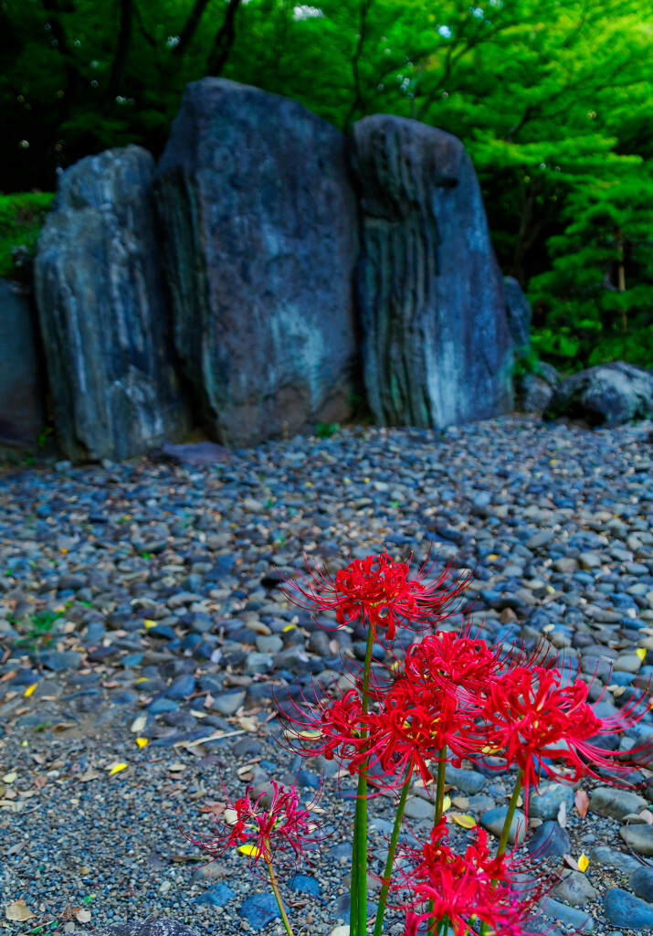 屛風岩と曼珠沙華　(小石川後楽園)