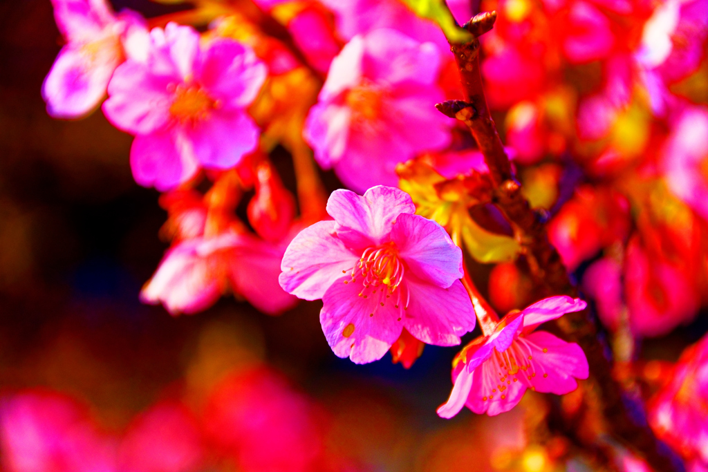 紅く染まる花 河津桜（萩市親水公園）