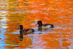 メタセコイアの紅葉映る水面とキンクロハジロのつがい　（さいたま市 別所沼公園）