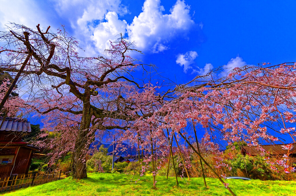 春陽の下で糸桜 南明寺（萩市）