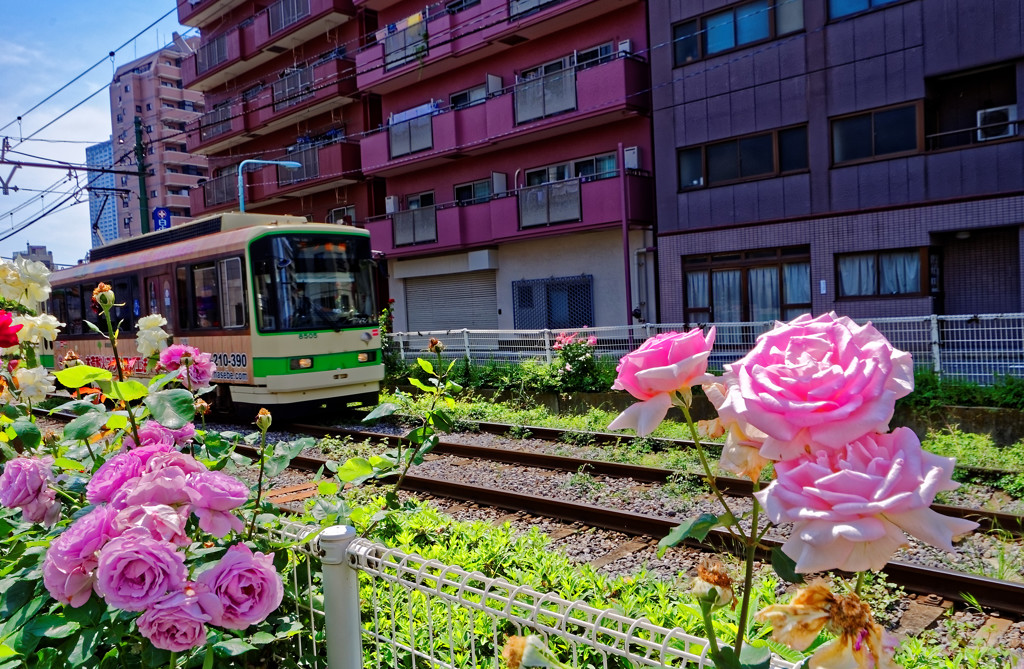 都電荒川線大塚駅前駅～の薔薇と都電③