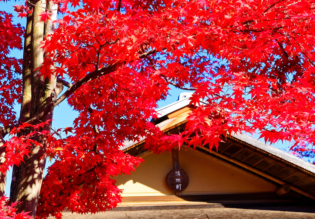 日本庭園の紅葉　昭和記念公園にて