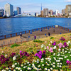 パリ広場の花壇　佃島にて