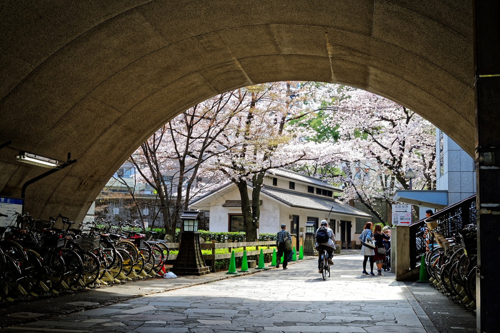 音無親水公園　トンネルを抜けると桜の園だった！