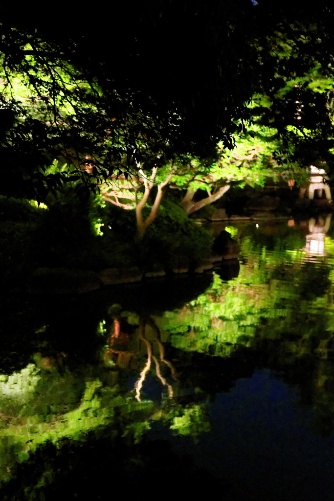 心字池の水鏡　旧古河庭園ライトアップにて