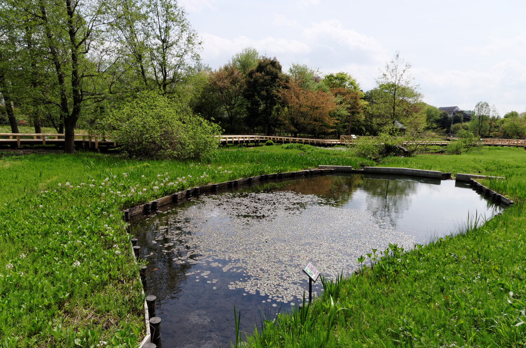 都立神代植物公園　水生植物園