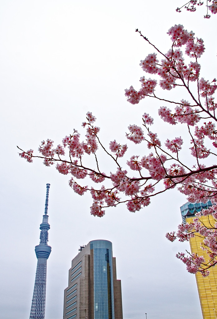 墨田公園（台東区側）より　桜前景にスカイツリーを望む