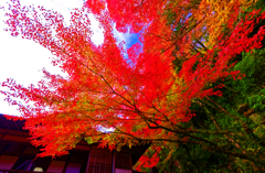 真下から見上げる真紅な紅葉(堀庭園)