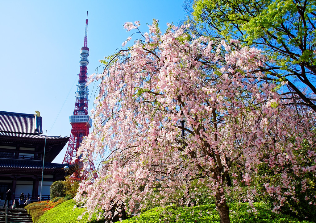 東京タワーバックに枝垂桜　増上寺にて