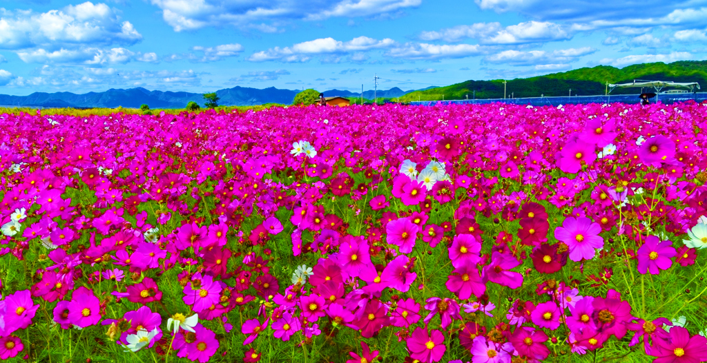 澄んだ空気と秋空の下に秋桜畑（花の海）