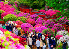 平成最後のつつじまつり　（根津神社）