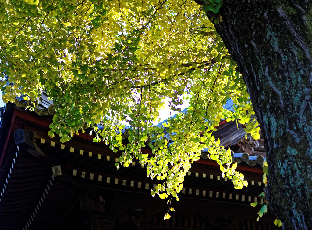 上野寛永寺のイチョウ