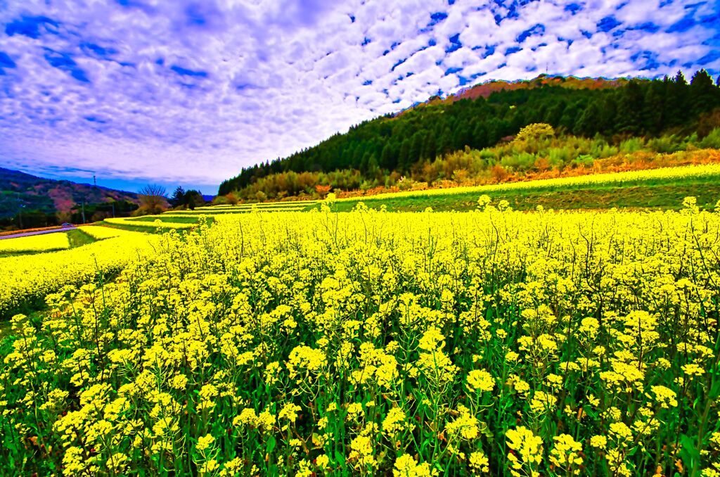 壮大な菜の花畑（むつみフラワーロード）