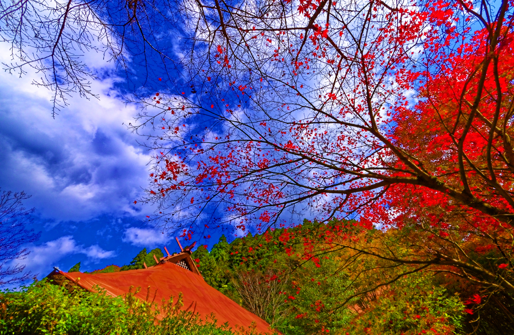 晩秋の空に映える紅葉（重源の郷）