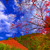 晩秋の空に映える紅葉（重源の郷）